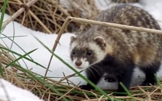 У заказнику на Одещині зафіксували зникаючого тхора степового (відео) «фото»