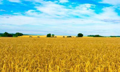 На півдні Одещини громада добилася зниження земельного податку у 10 разів «фото»