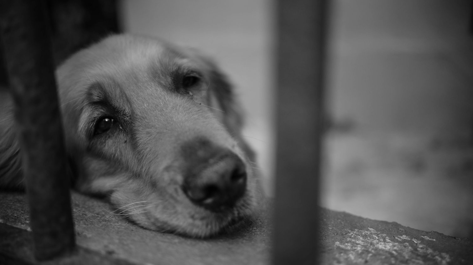 На Одещині 14‑річний підліток жорстоко знущався з собаки «фото»