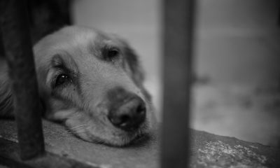 На Одещині 14‑річний підліток жорстоко знущався з собаки «фото»