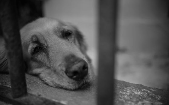 На Одещині 14‑річний підліток жорстоко знущався з собаки «фото»