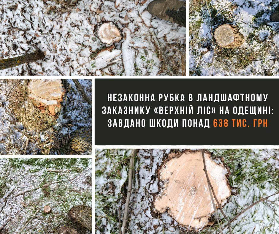 У заказнику «Верхній ліс» на Одещині незаконно зрізали 16 дерев «фото»