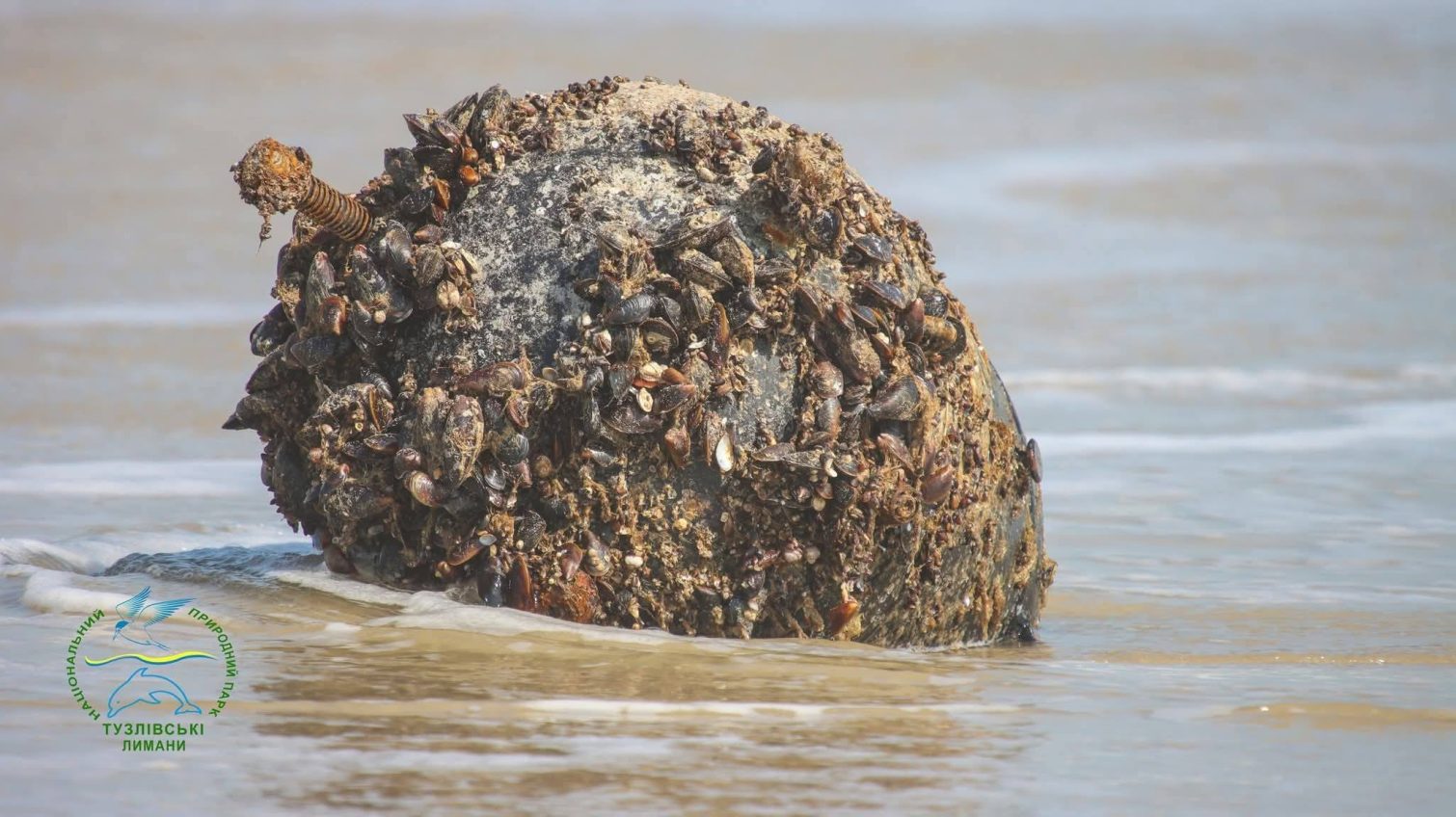 Міни, вибухи й стрес для природи: як війна нищить екосистему Тузлівських лиманів «фото»