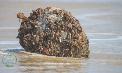 Міни, вибухи й стрес для природи: як війна нищить екосистему Тузлівських лиманів «фото»