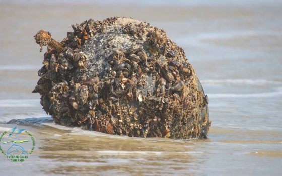 Міни, вибухи й стрес для природи: як війна нищить екосистему Тузлівських лиманів «фото»