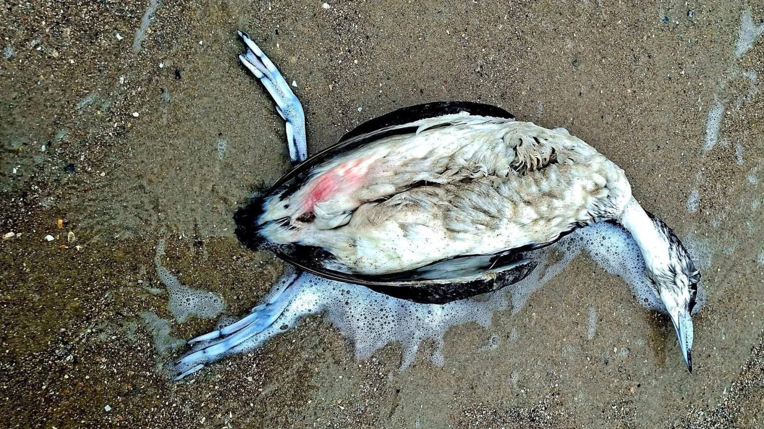 Через розлив олії в Чорному морі в Одеській затоці могло загинути понад тисячу птахів (фото) «фото»