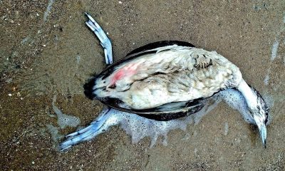 Через розлив олії в Чорному морі в Одеській затоці могло загинути понад тисячу птахів (фото) «фото»