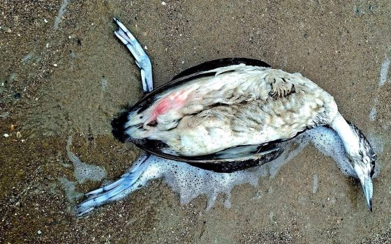 Через розлив олії в Чорному морі в Одеській затоці могло загинути понад тисячу птахів (фото) «фото»