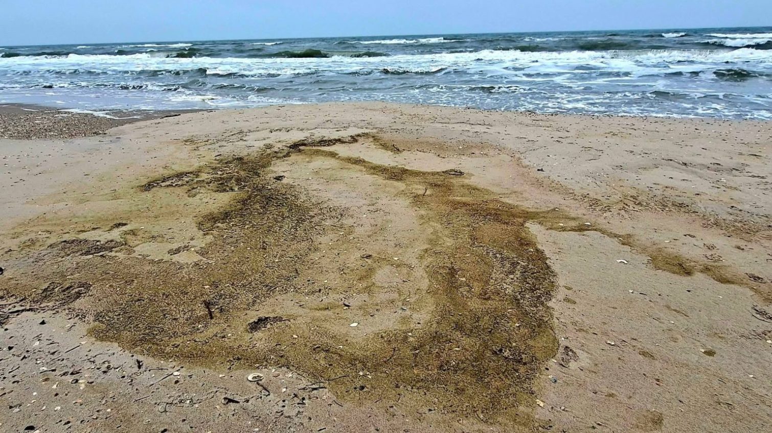 На узбережжі Одещини знову виявили пляму рослинної олії (відео) «фото»