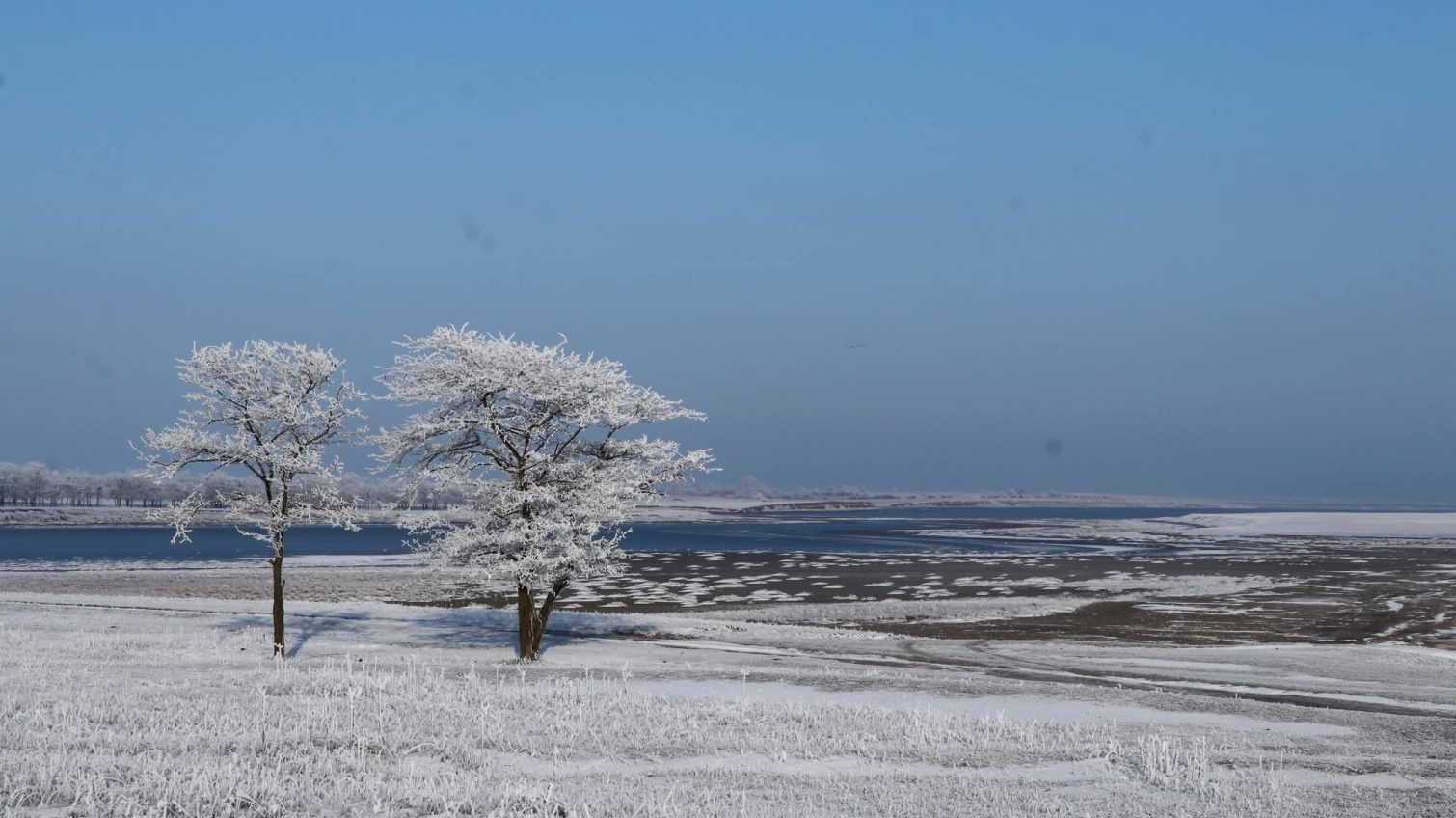 Попри морози і лід у Тузлівських лиманах нарахували понад 20 тисяч птахів (фото) «фото»
