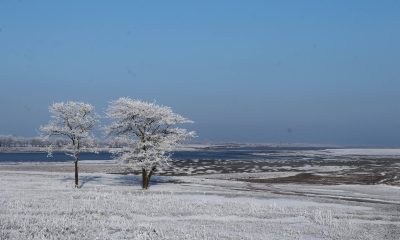 Попри морози і лід у Тузлівських лиманах нарахували понад 20 тисяч птахів (фото) «фото»