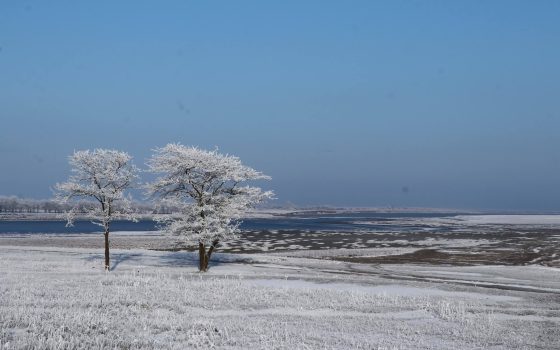 Попри морози і лід у Тузлівських лиманах нарахували понад 20 тисяч птахів (фото) «фото»