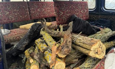 Екоінспектори виявили незаконну рубку дерев у Білгород-Дністровському районі Одещини (фото) «фото»