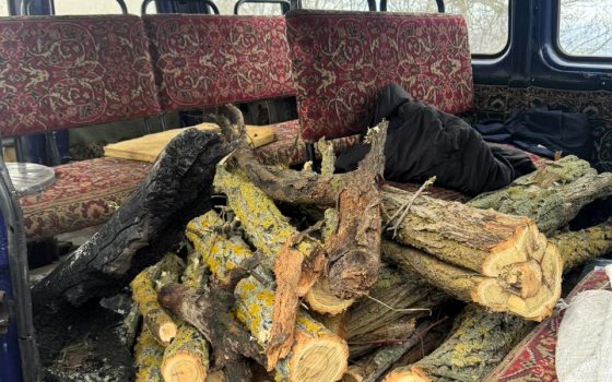 Екоінспектори виявили незаконну рубку дерев у Білгород-Дністровському районі Одещини (фото) «фото»