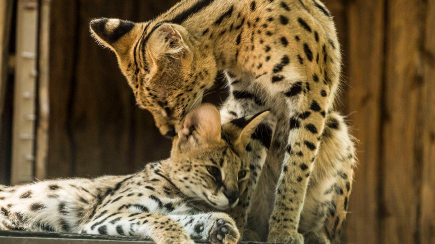 В Одеському зоопарку традиційно оголосили конкурс «Пара року-2026» (фото) «фото»