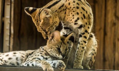 В Одеському зоопарку традиційно оголосили конкурс «Пара року-2026» (фото) «фото»