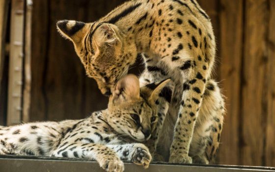 В Одеському зоопарку традиційно оголосили конкурс «Пара року-2026» (фото) «фото»