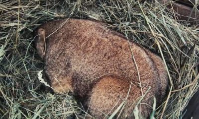 Бабак Тимко побачив тінь: весна в Україні прийде за шість тижнів (фото) «фото»