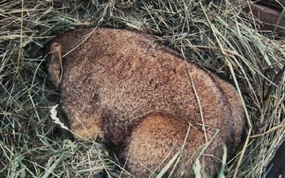 Бабак Тимко побачив тінь: весна в Україні прийде за шість тижнів (фото) «фото»