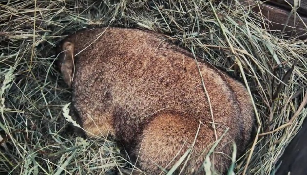 Бабак Тимко побачив тінь: весна в Україні прийде за шість тижнів (фото) «фото»