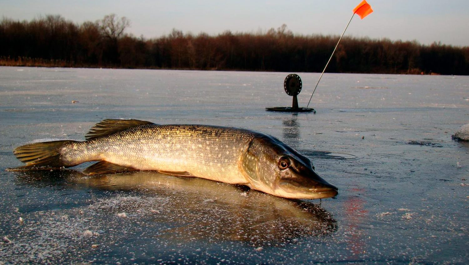 З 15 лютого в Україні заборонили вилов щуки «фото»
