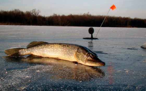 З 15 лютого в Україні заборонили вилов щуки «фото»