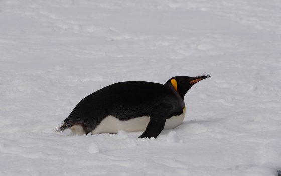 Біля «Вернадського» помітили королівського пінгвіна — рідкісного гостя для цього району Антарктики «фото»