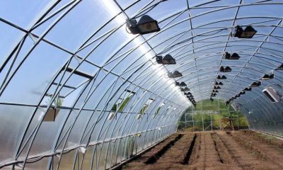 Війна не зупинила аграріїв: в Україні за три роки з’явилися понад 117 гектарів теплиць «фото»