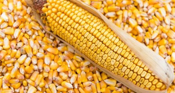 Українська кукурудза зростає в ціні через проблеми в Південній Америці «фото»
