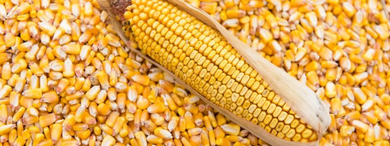 Українська кукурудза зростає в ціні через проблеми в Південній Америці «фото»
