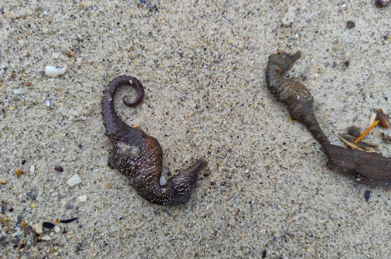 Чому на узбережжі Одеси масово загинули морські коники: висновок екоінспекції «фото»