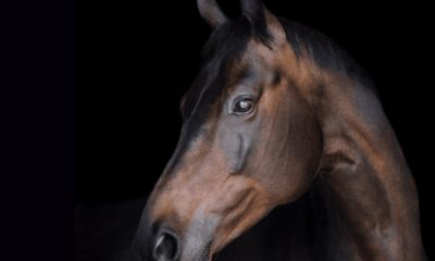 Поліція розслідує жорстоке поводження з конем в Одеському районі (відео, фото) «фото»