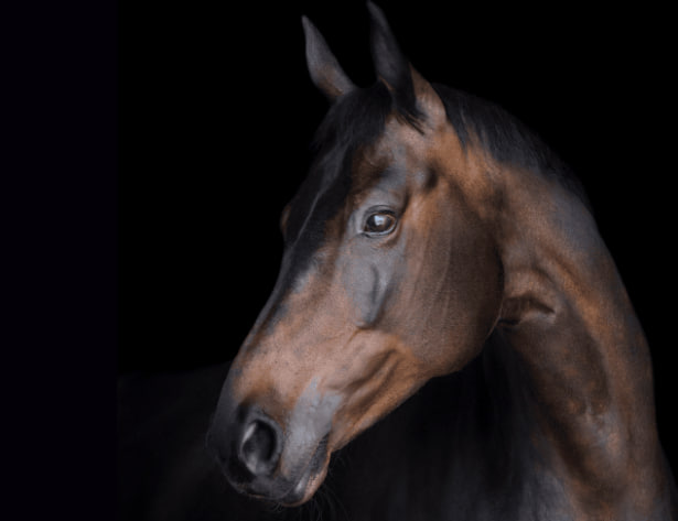 Поліція розслідує жорстоке поводження з конем в Одеському районі (відео, фото) «фото»