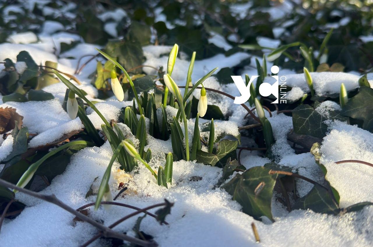 В Одеському ботанічному саду розквітли підсніжники (фото, відео) «фото»