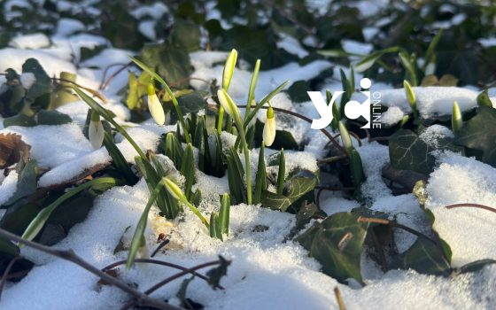 В Одеському ботанічному саду розквітли підсніжники (фото, відео) «фото»