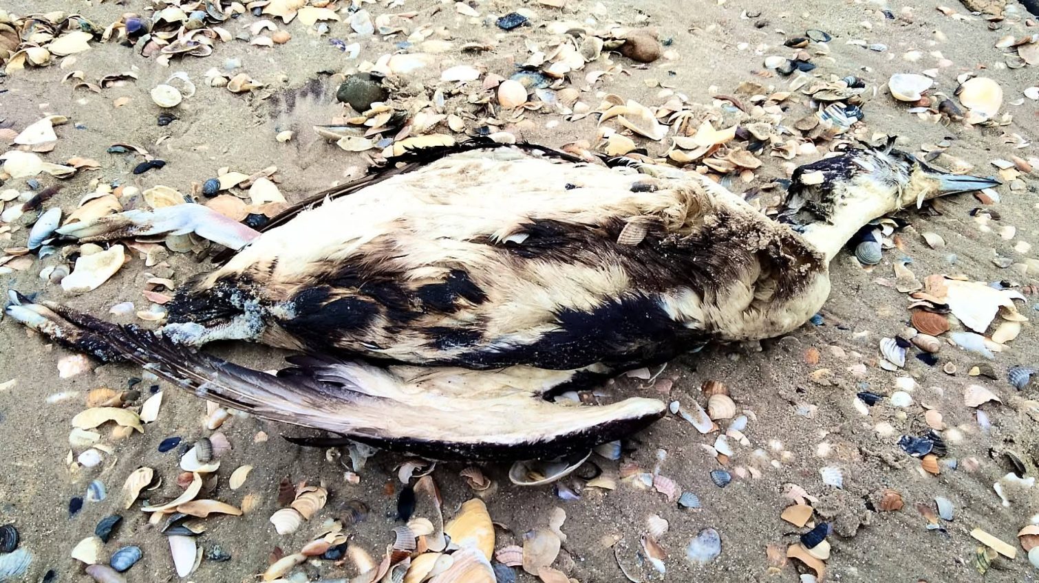 У «Тузлівських лиманах» знову знайшли птахів у мазуті: парк чекає на лабораторні дослідження «фото»