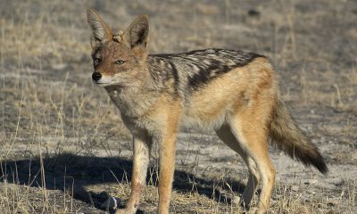 Шакали атакують Лиманську громаду на Одещині. Чи дозволять відстріл напередодні весняного сезону? «фото»
