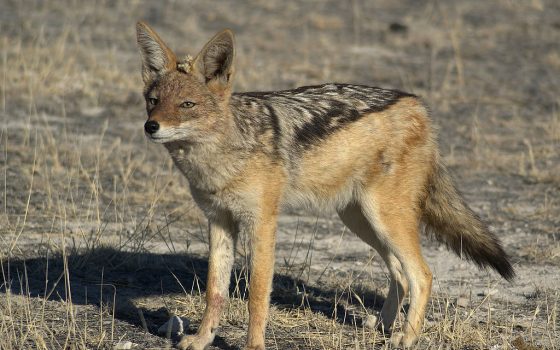 Шакали атакують Лиманську громаду на Одещині. Чи дозволять відстріл напередодні весняного сезону? «фото»