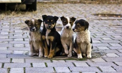 У Татарбунарах чоловік викинув цуценят на дорогу — суд оштрафував його на понад 5 тисяч гривень «фото»