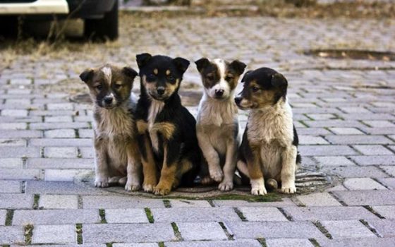У Татарбунарах чоловік викинув цуценят на дорогу — суд оштрафував його на понад 5 тисяч гривень «фото»
