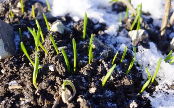 Морози в Україні не вплинули на врожай озимих «фото»