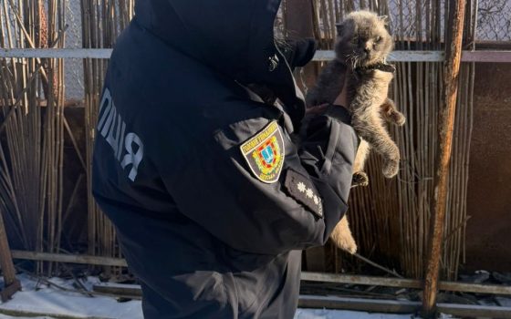 В Одесі жінка прив’язала котів до авто: поліція відкрила справу (фото) «фото»