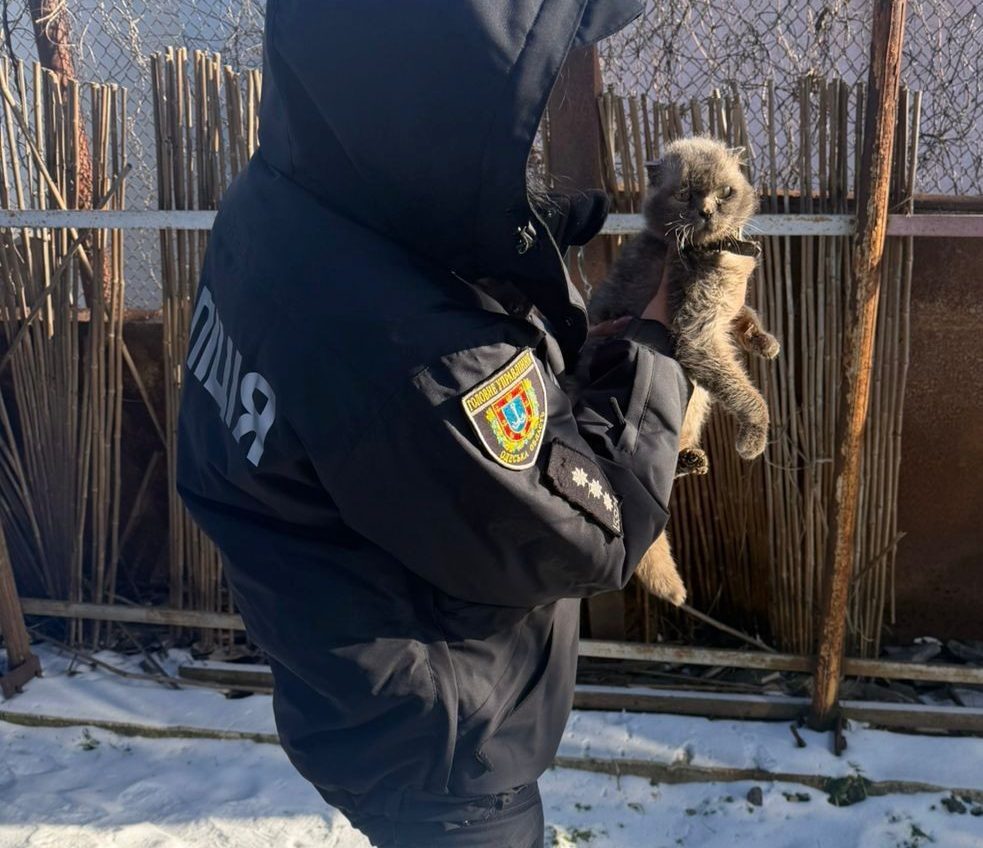 В Одесі жінка прив’язала котів до авто: поліція відкрила справу (фото) «фото»